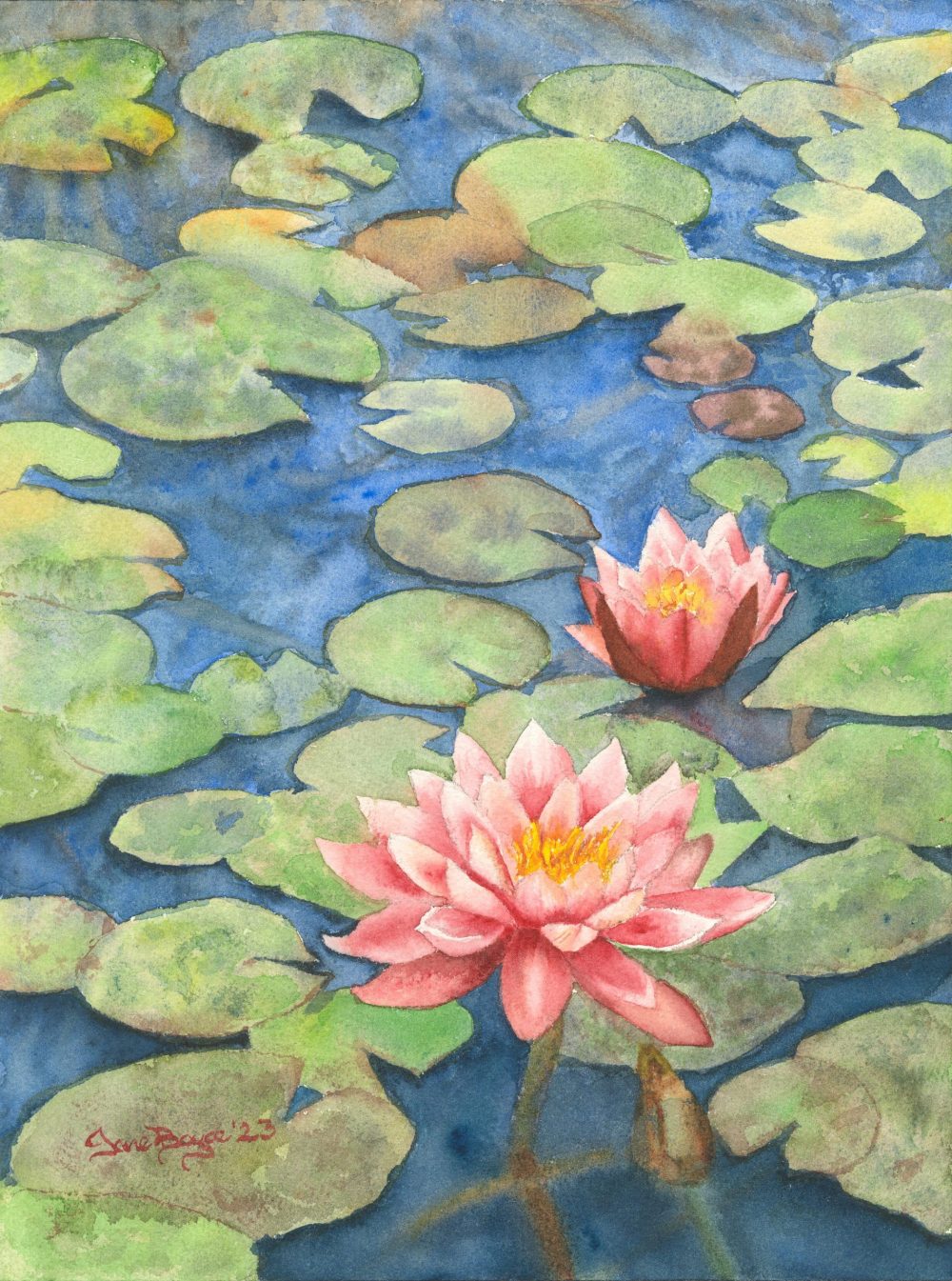 Water Lilies
